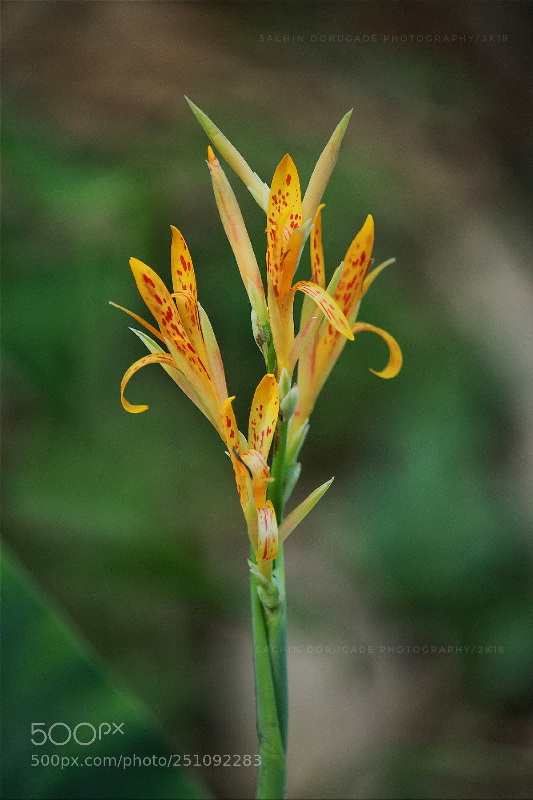 Canon EOS 700D (EOS Rebel T5i / EOS Kiss X7i) sample photo. Untitled photography
