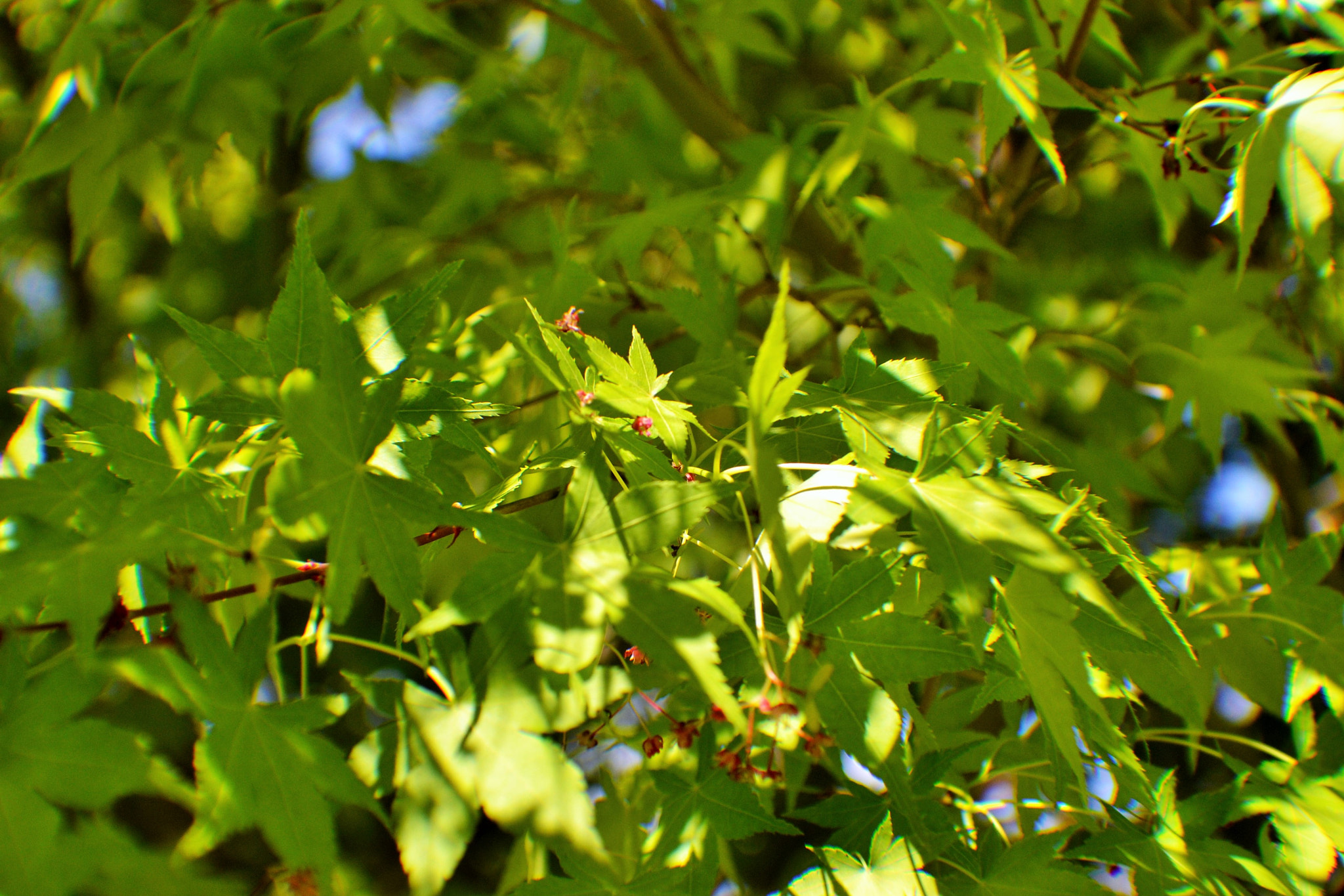 Sigma 70-300mm F4-5.6 APO DG Macro sample photo