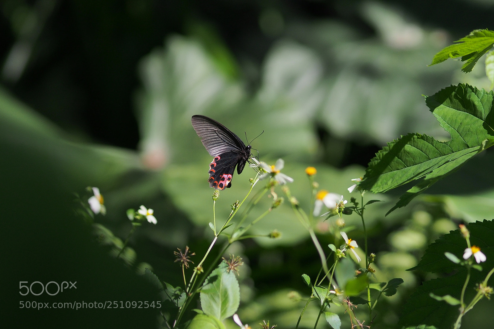 Olympus OM-D E-M5 sample photo. The butterfly photography