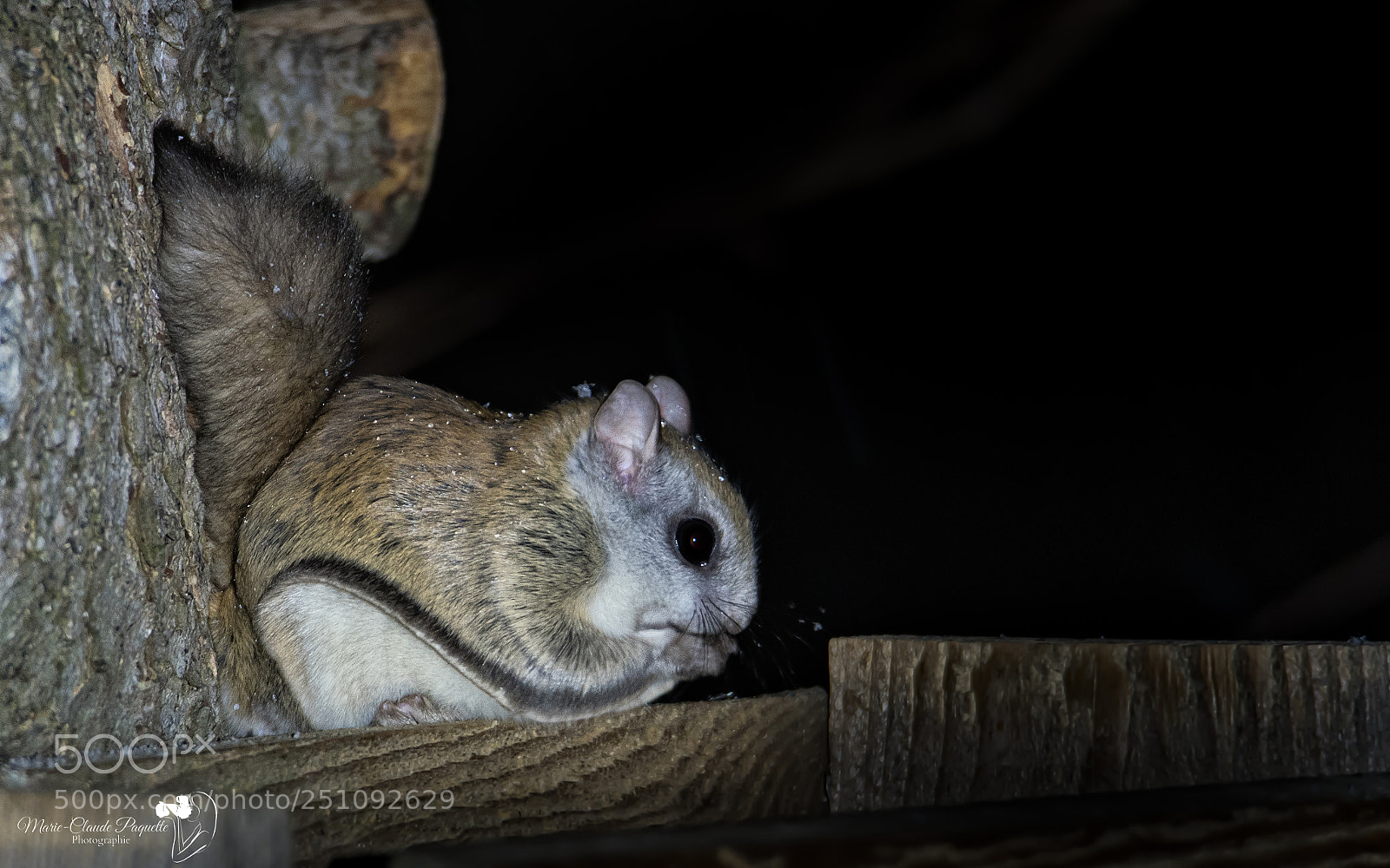 Nikon D500 sample photo. Polatouche photography
