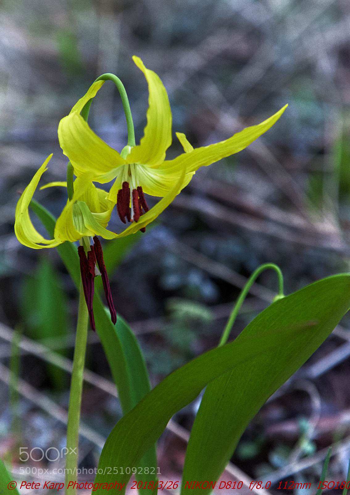 Nikon D810 sample photo. Yellow glacial lilley photography