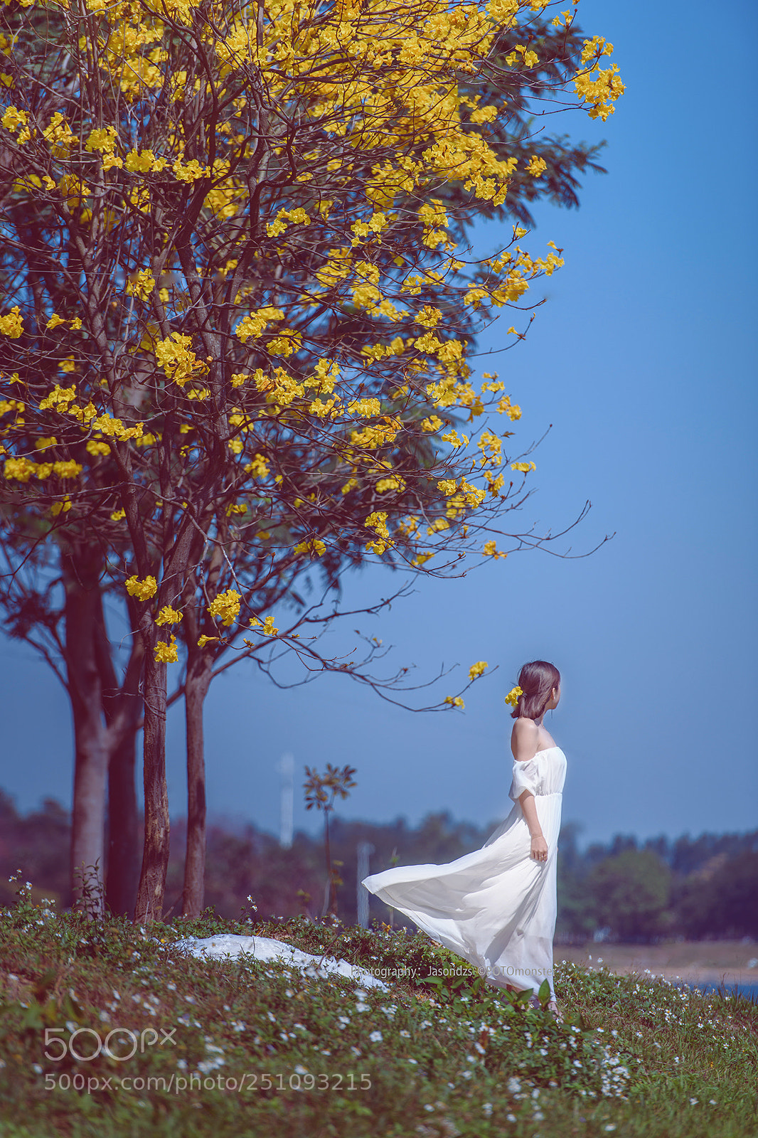 Nikon D850 sample photo. 黄花风铃木女孩 photography