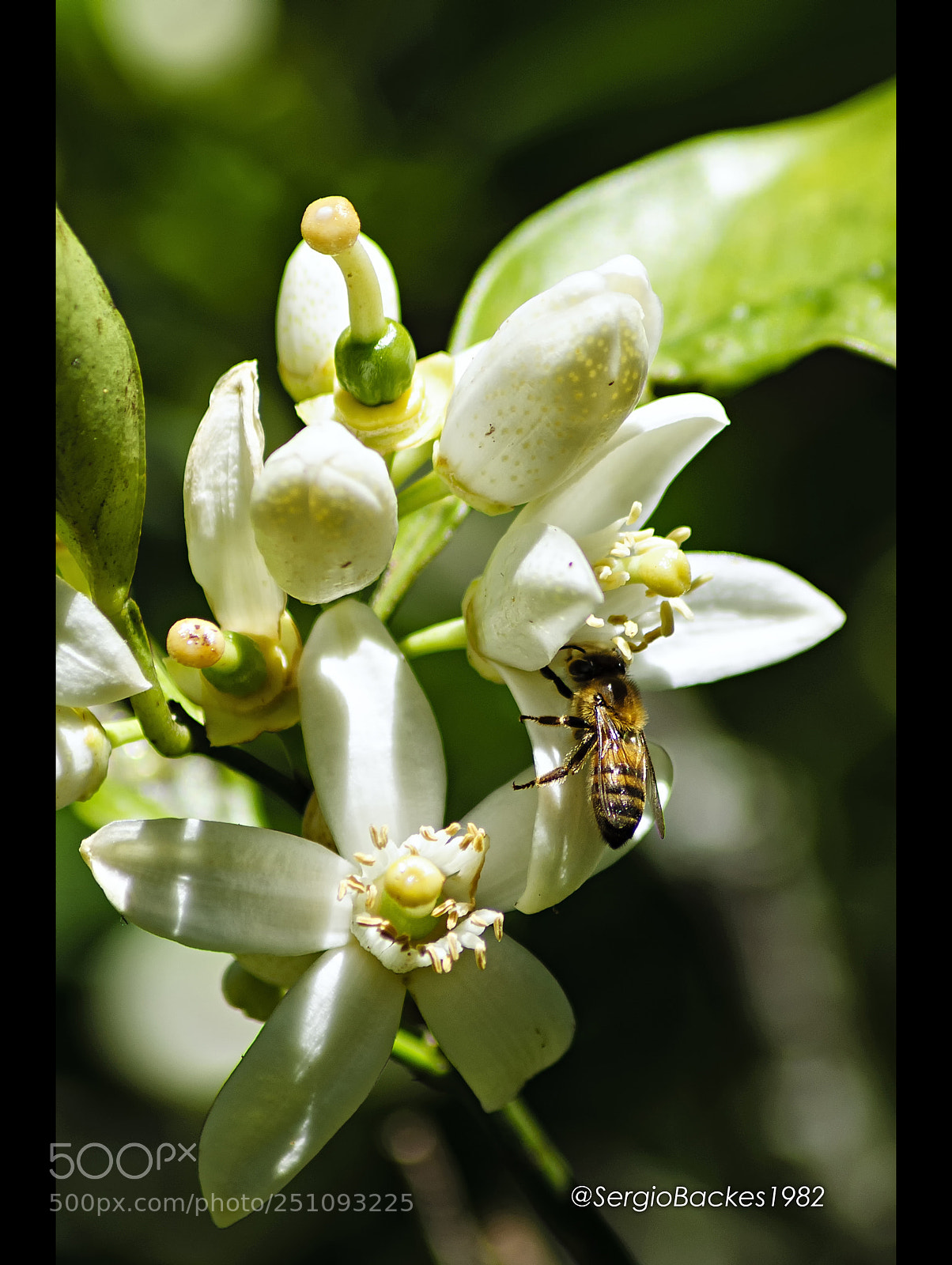 Nikon D90 sample photo. Polliinization photography