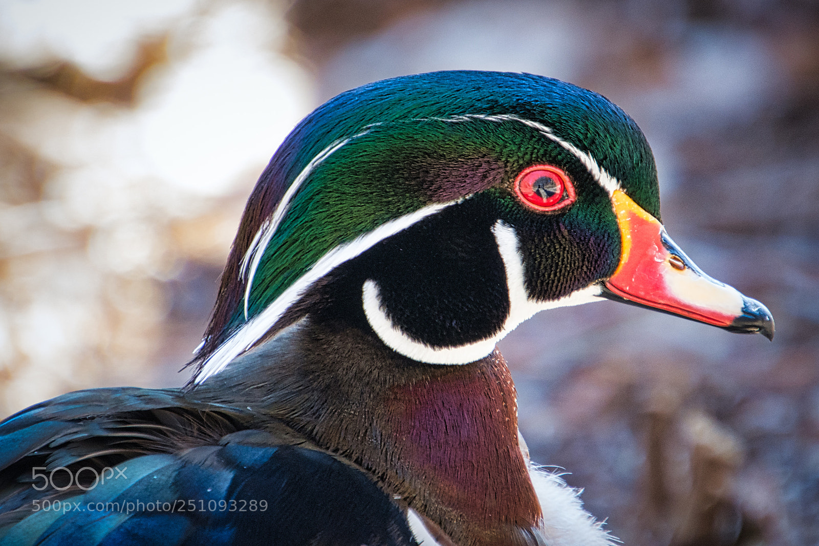 Nikon D7200 sample photo. In the eye of photography