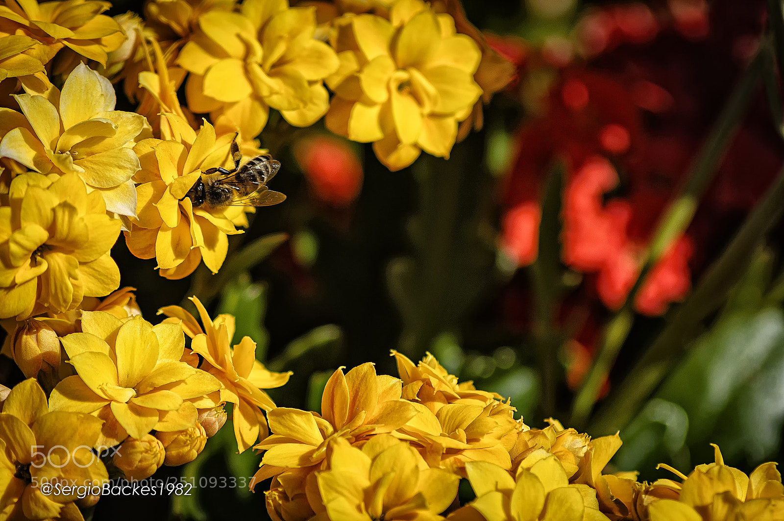 Nikon D90 sample photo. Hard worker photography