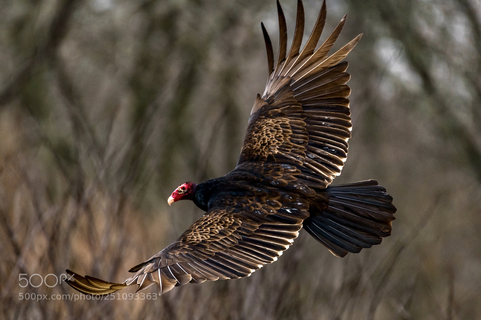 Nikon D850 sample photo. Turkey vulture  photography