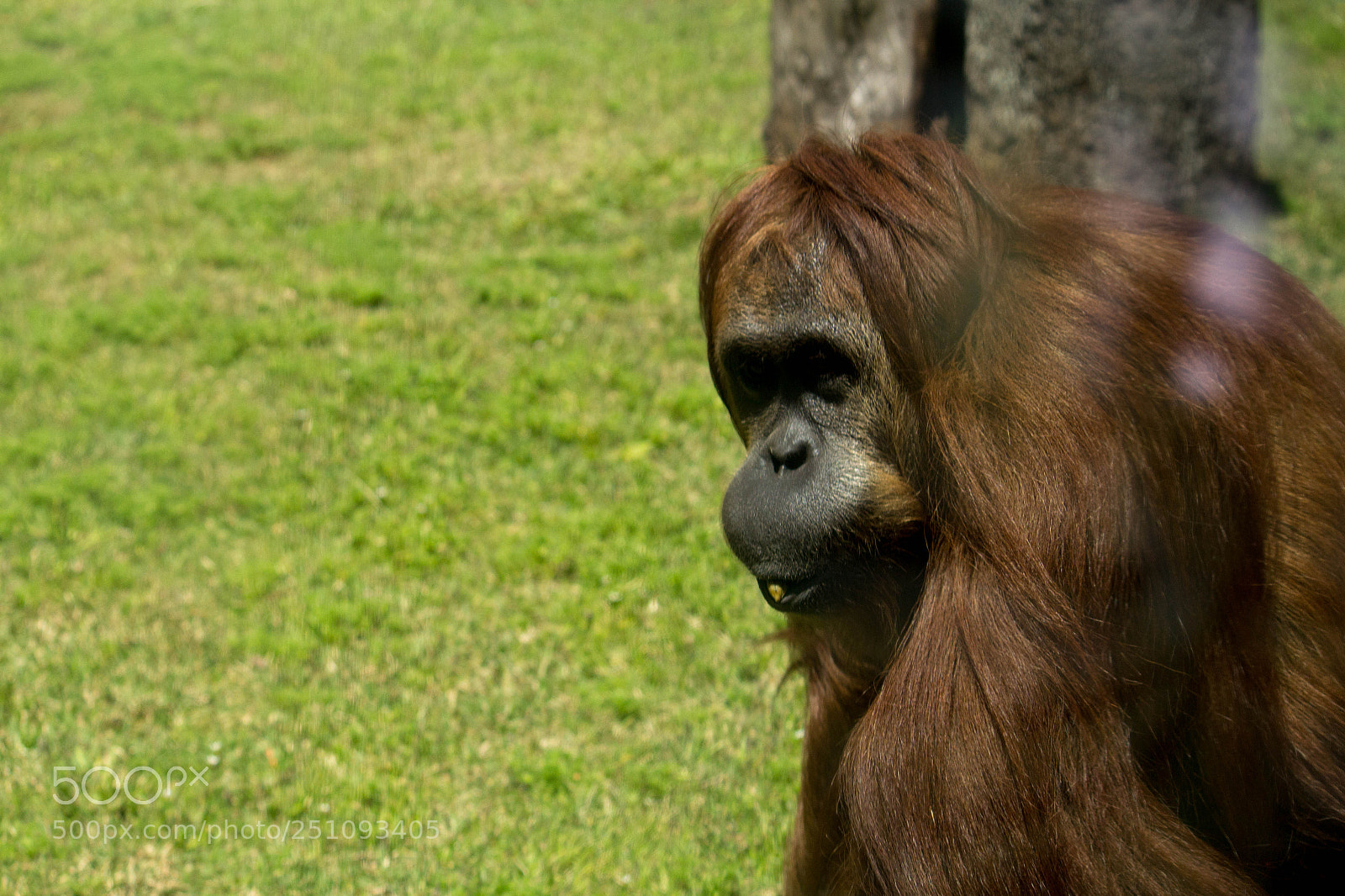 Canon EOS 1200D (EOS Rebel T5 / EOS Kiss X70 / EOS Hi) sample photo. Orangotango photography