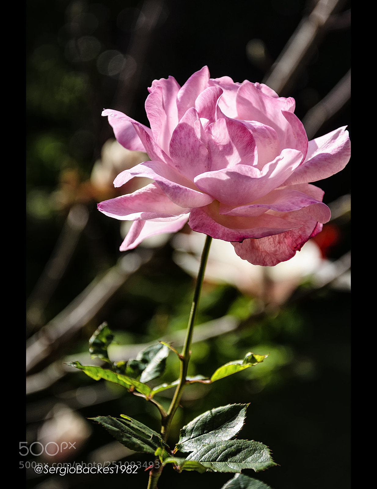 Nikon D90 sample photo. Rose photography