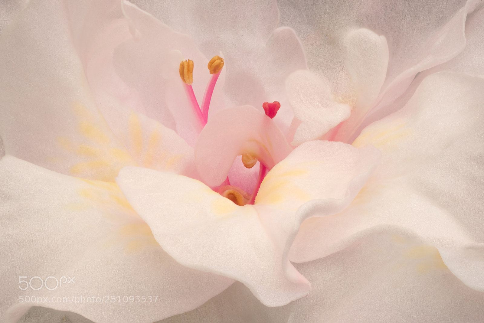 Sony a7R sample photo. Peeks a boo photography