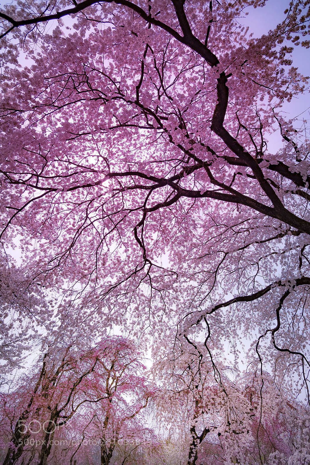 Nikon D800E sample photo. Weeping cherry tree photography