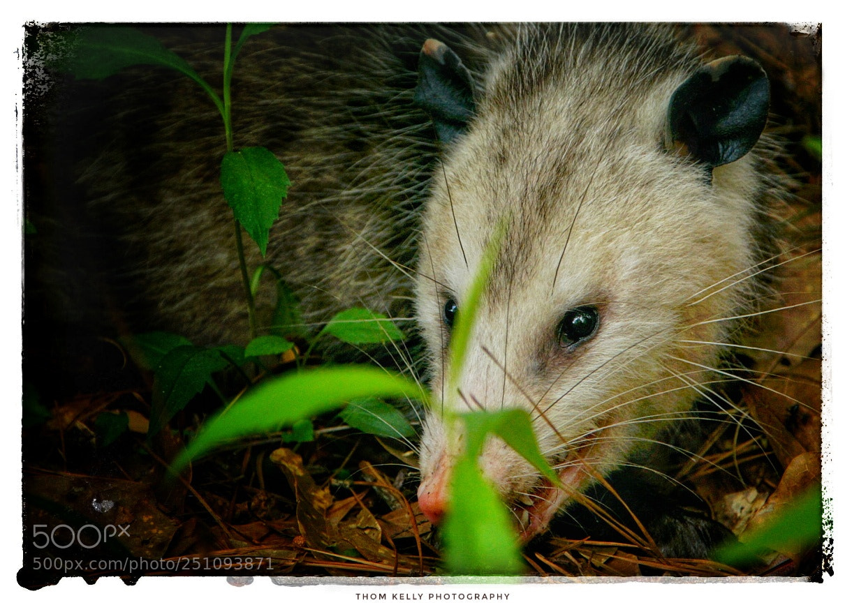 Sony a6000 sample photo. Opossum photography