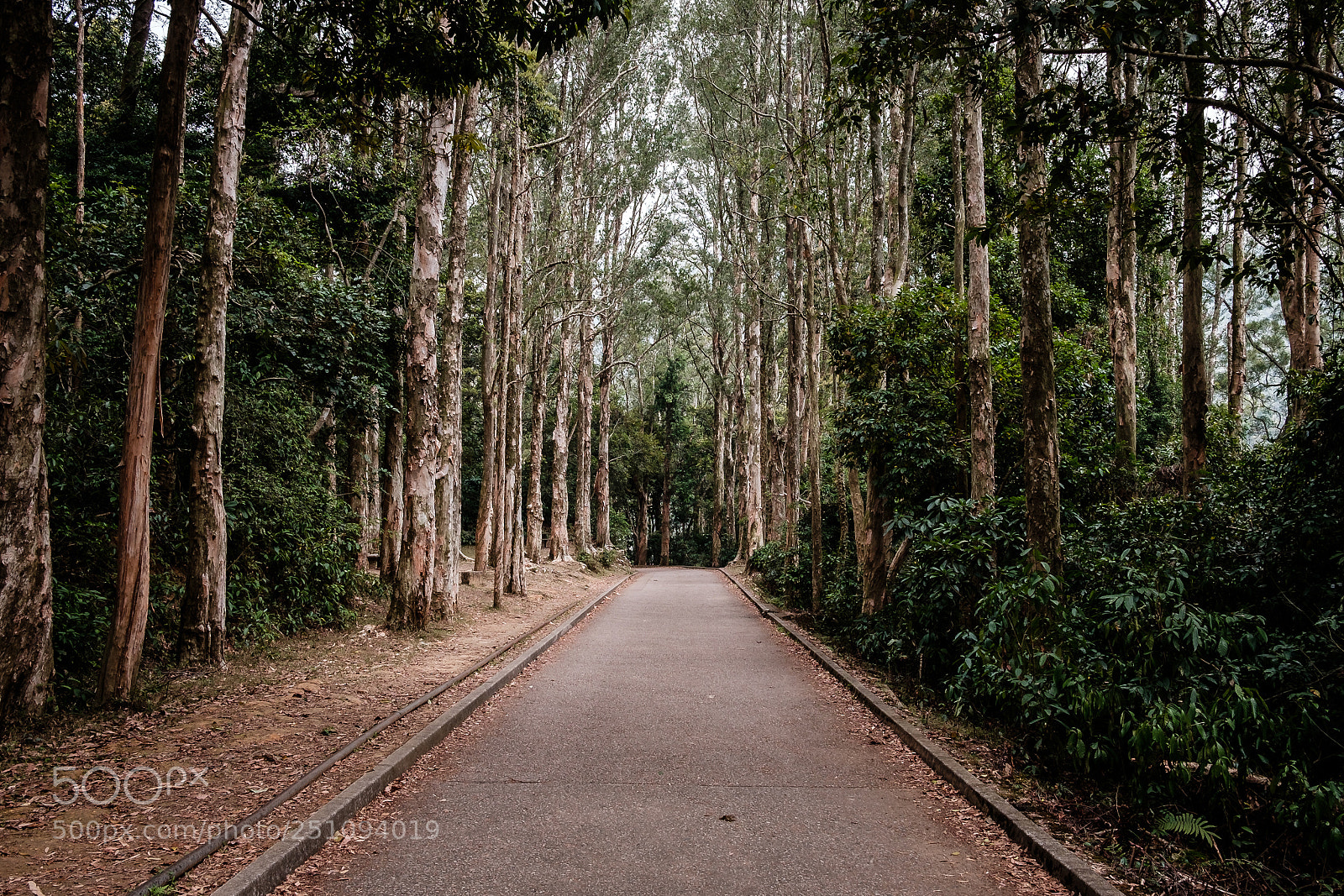 Fujifilm X-T10 sample photo. Shing mun reservoir photography