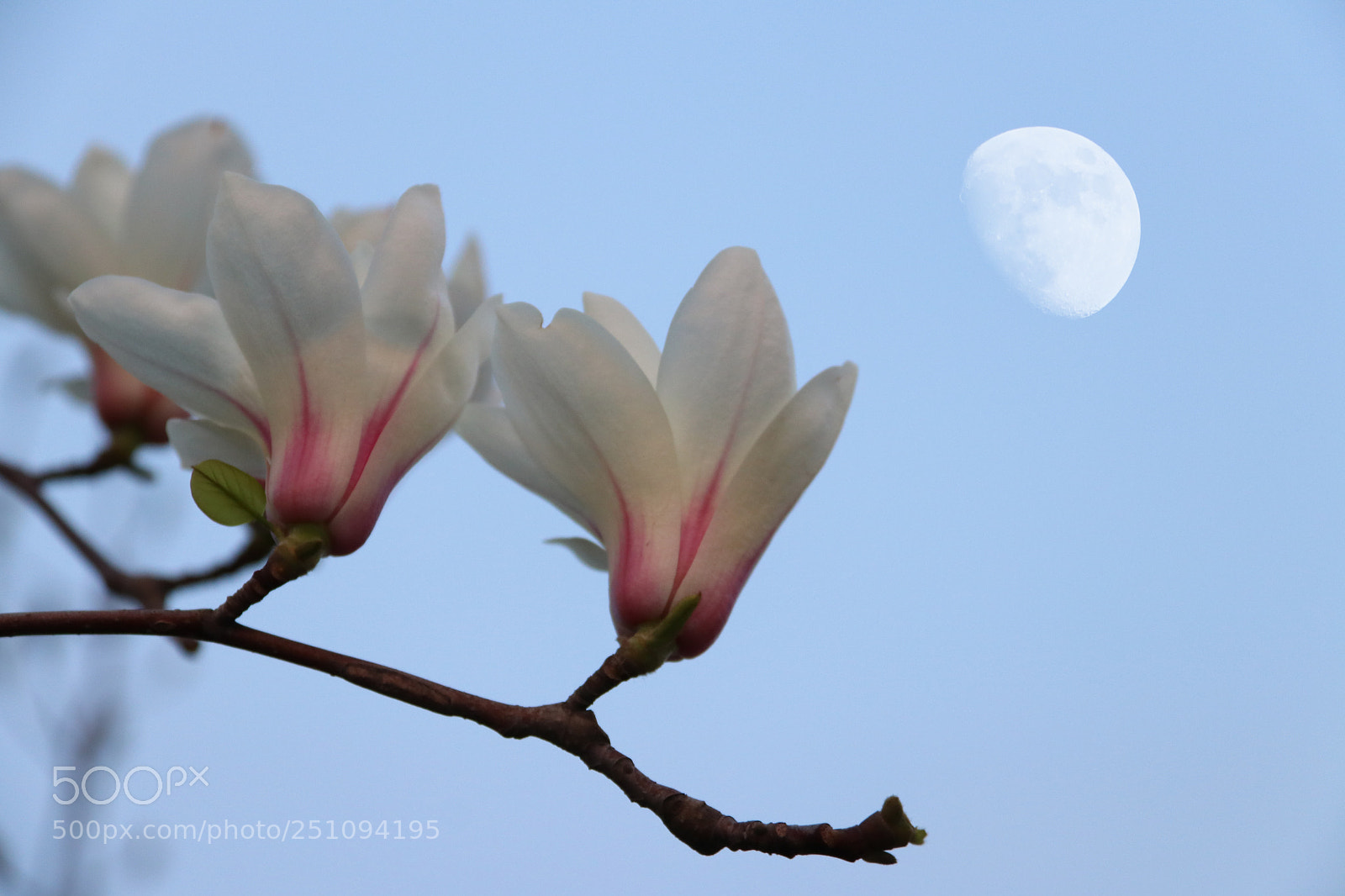 Canon EOS 80D sample photo. 暮色中的白玉兰 photography