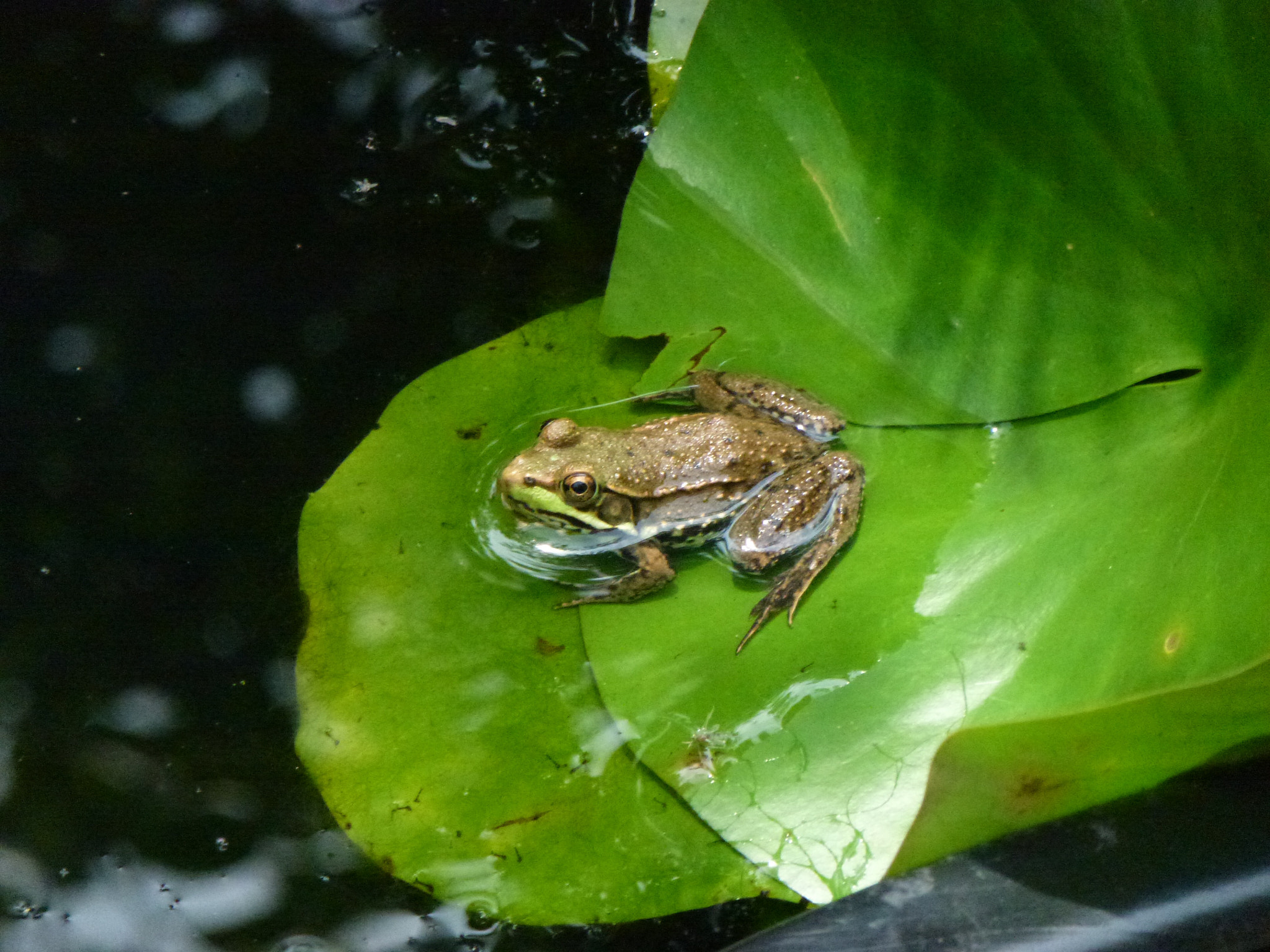 Panasonic DMC-ZS10 sample photo. Ribbit.....ribbit on a lily pad photography