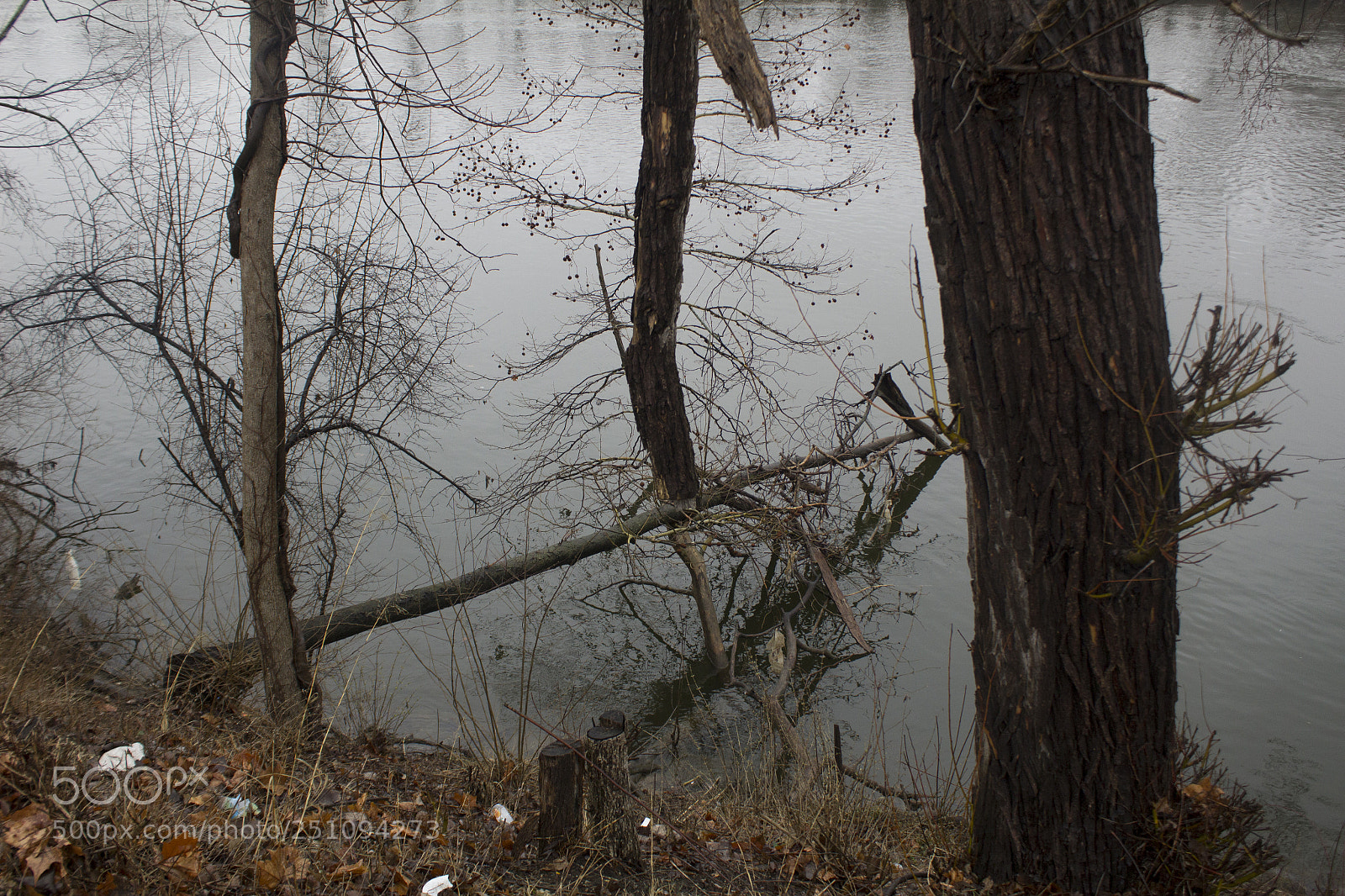 Canon EOS 1200D (EOS Rebel T5 / EOS Kiss X70 / EOS Hi) sample photo. Triangular fallen tree. photography