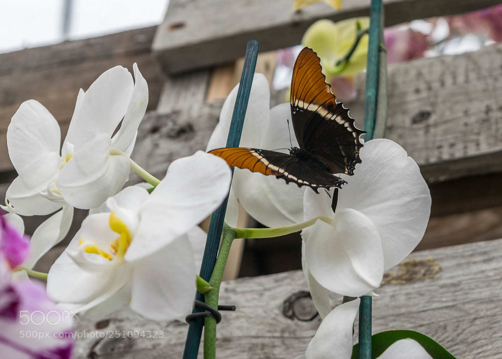 Nikon D5300 sample photo. Papillons en f te photography