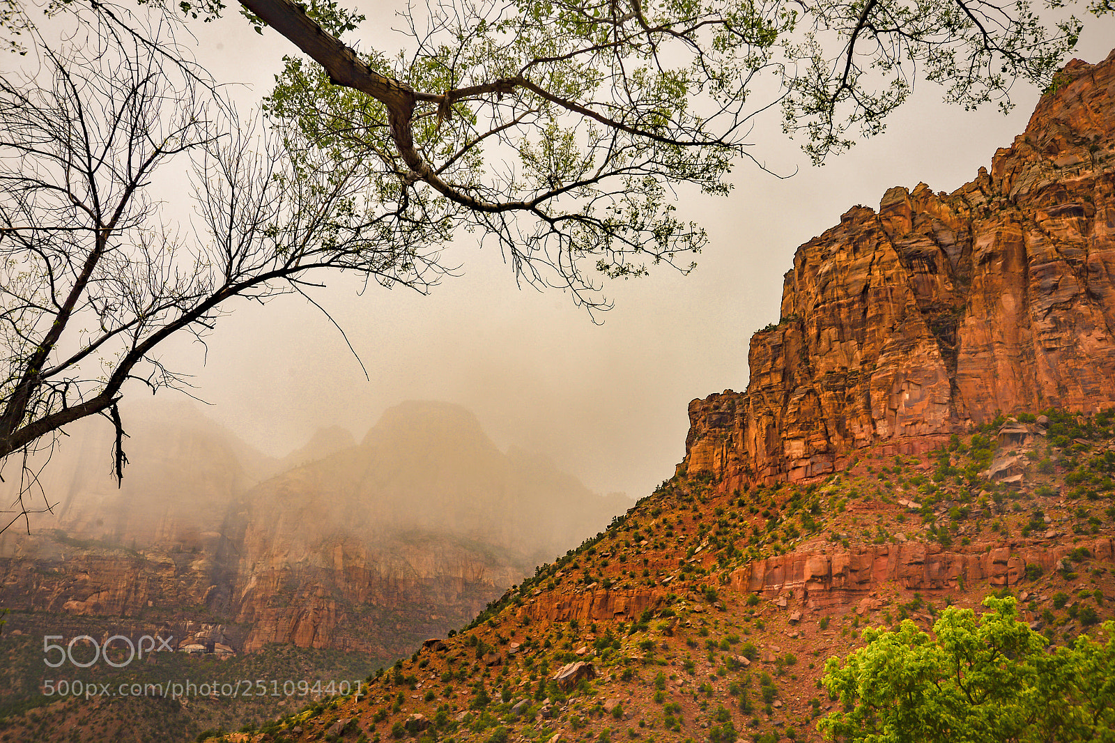 Nikon D600 sample photo. Foggy zion photography