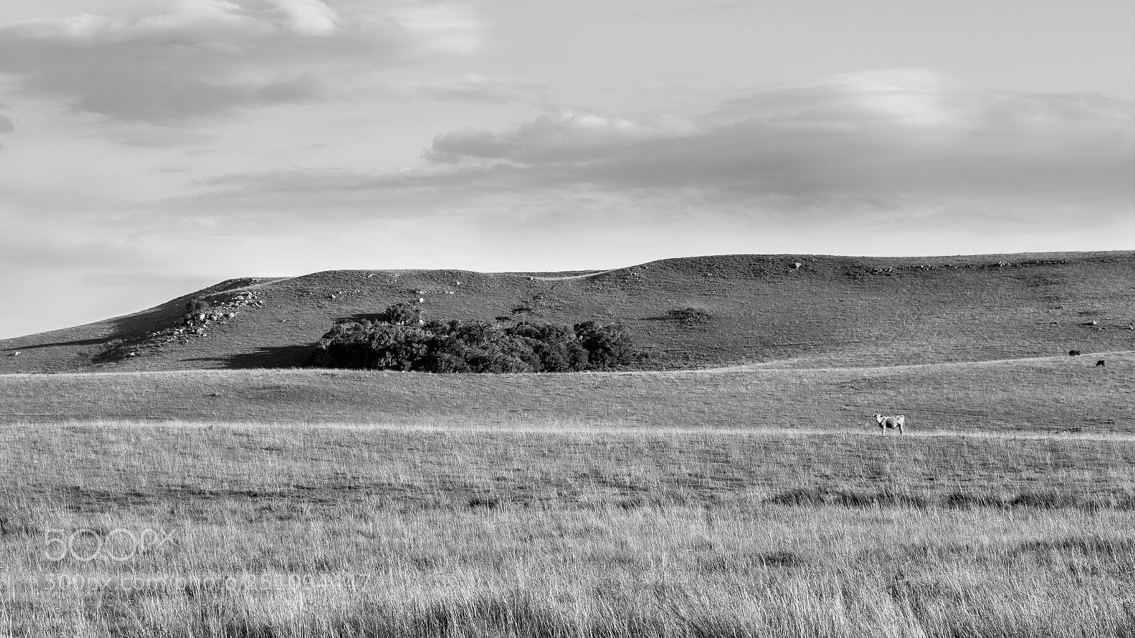 Canon EOS 70D sample photo. Cow in the field photography