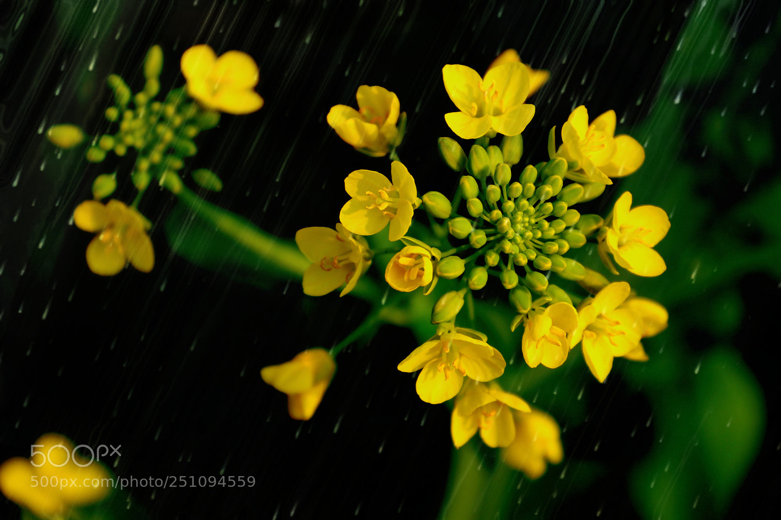 Canon EOS 80D sample photo. 细雨中的油菜花 photography