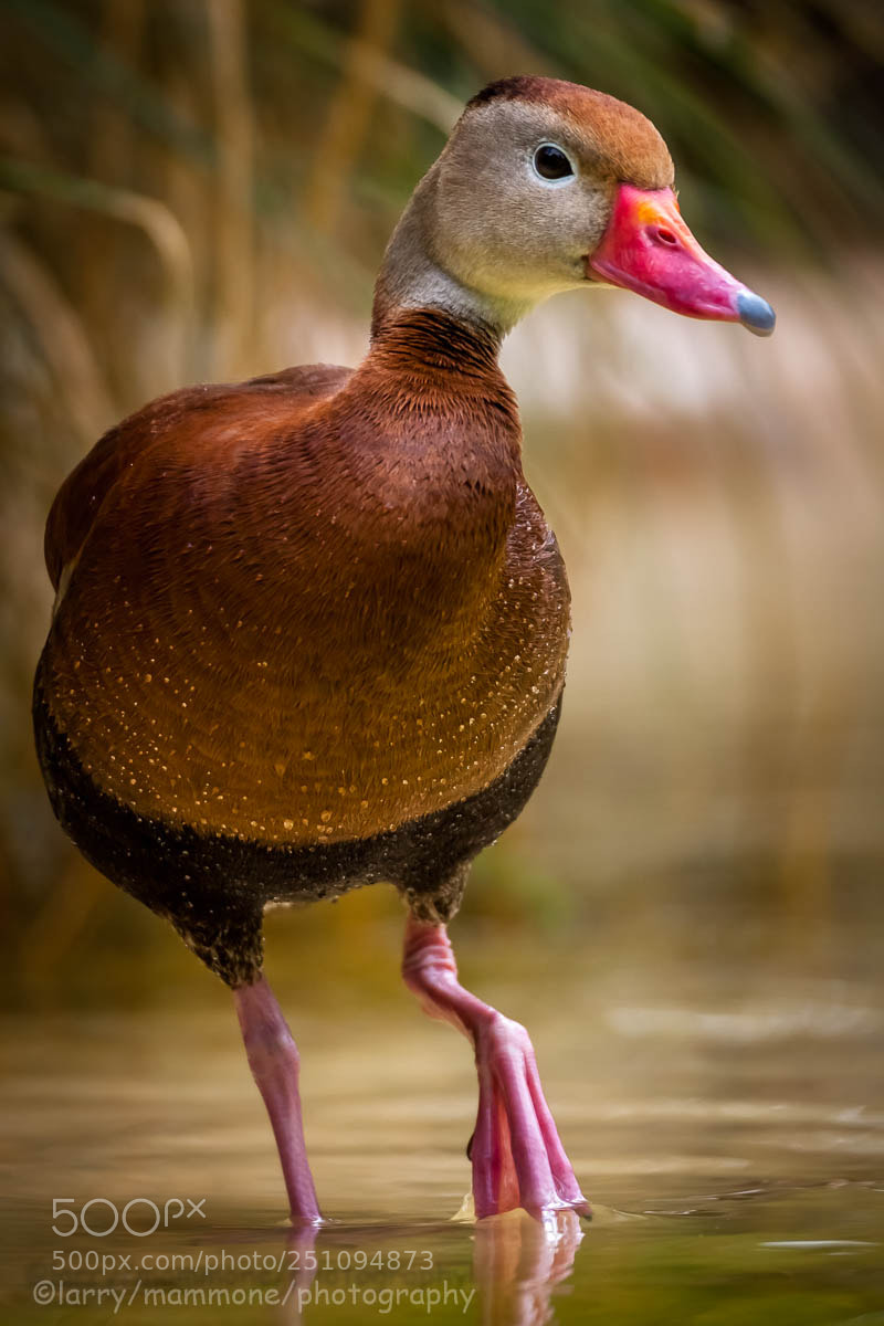 Canon EOS 40D sample photo. Brown whislting duck photography