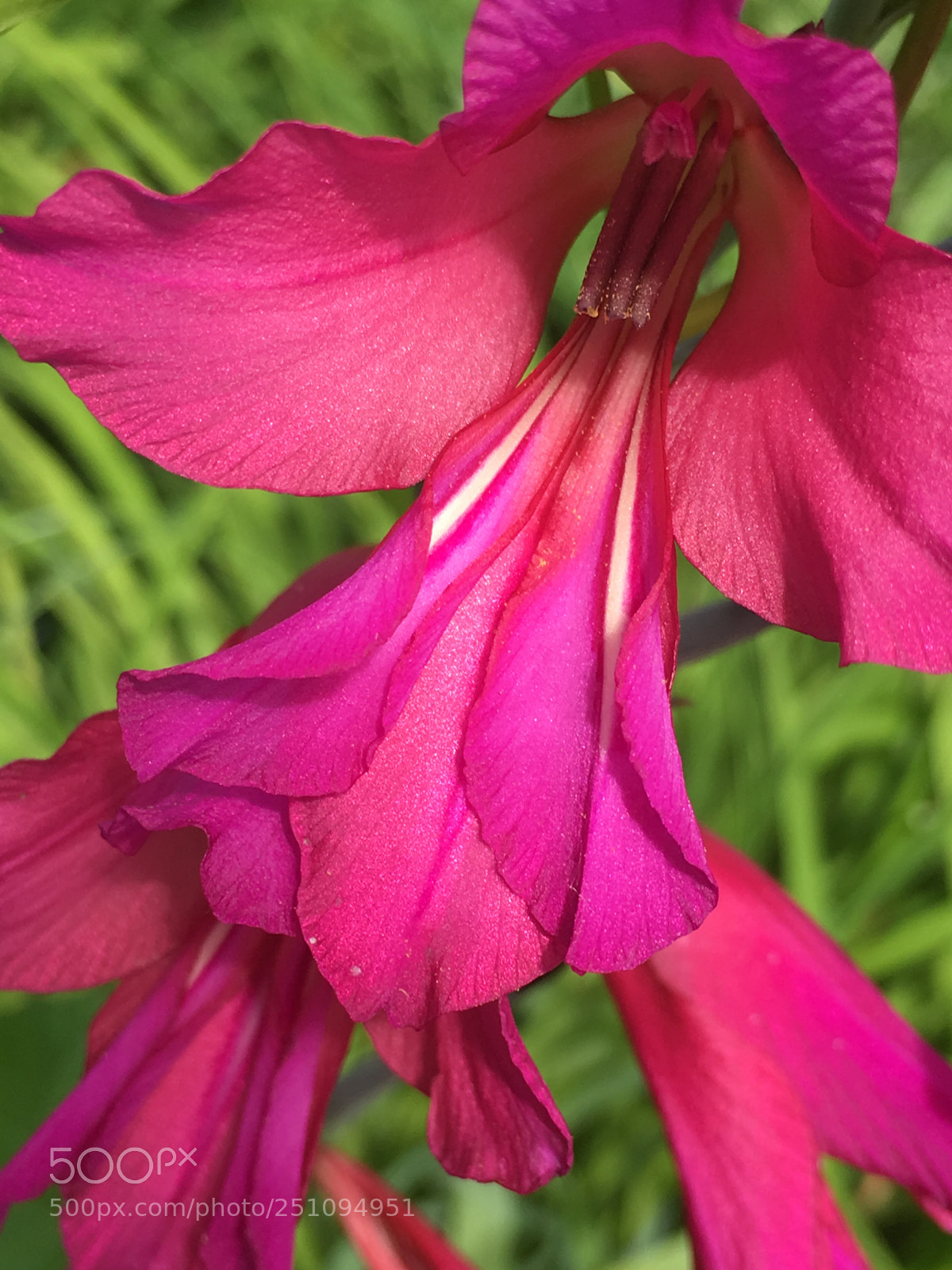 Apple iPhone SE sample photo. Dbfd bbab photography