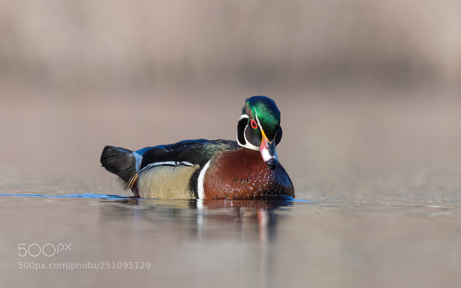 Nikon D7200 sample photo. Wood duck drake photography