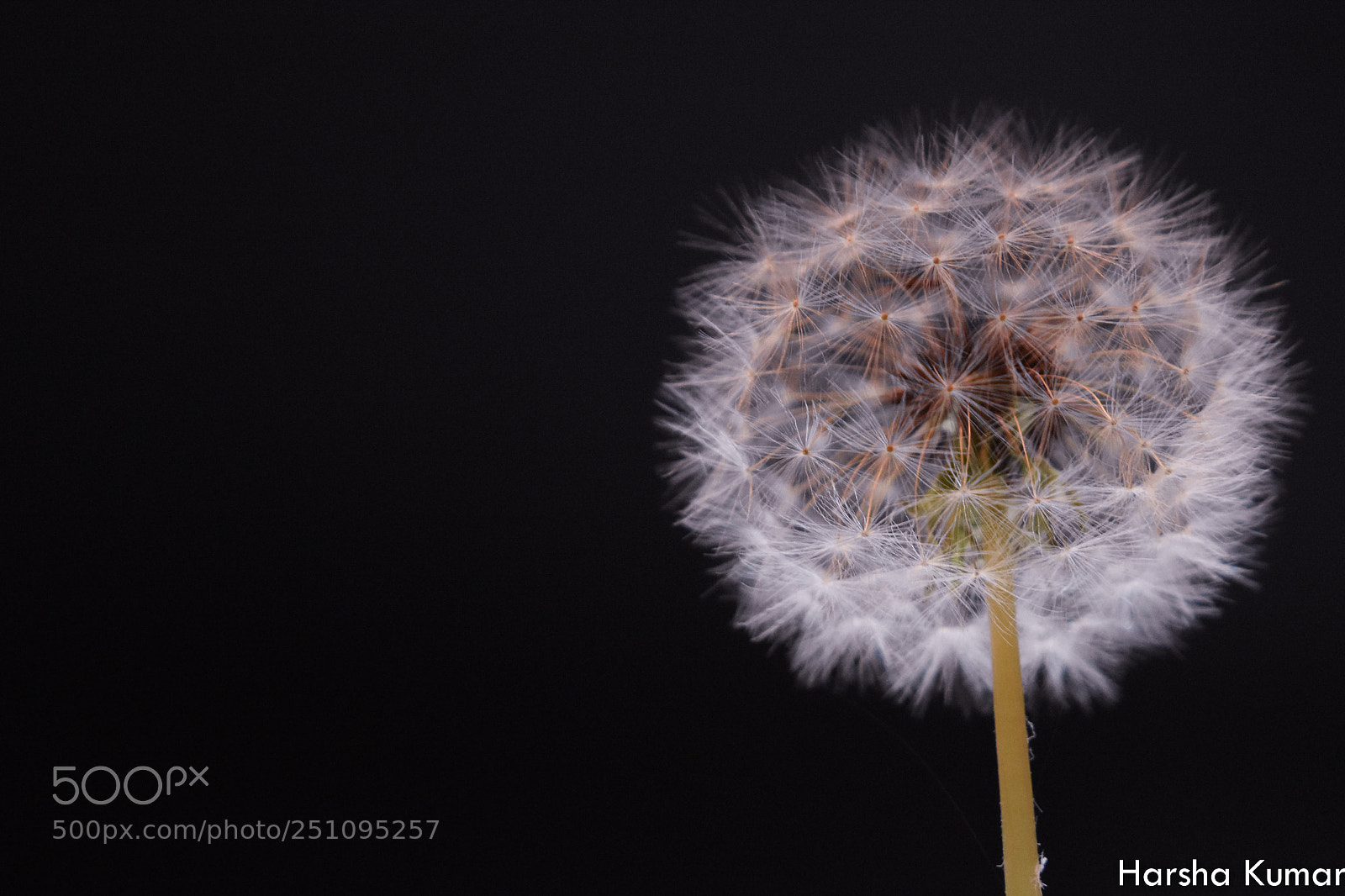 Nikon D7200 sample photo. Spring is here photography