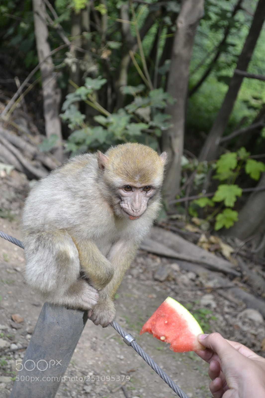 Nikon D3100 sample photo. Wanna peace of watermelon photography