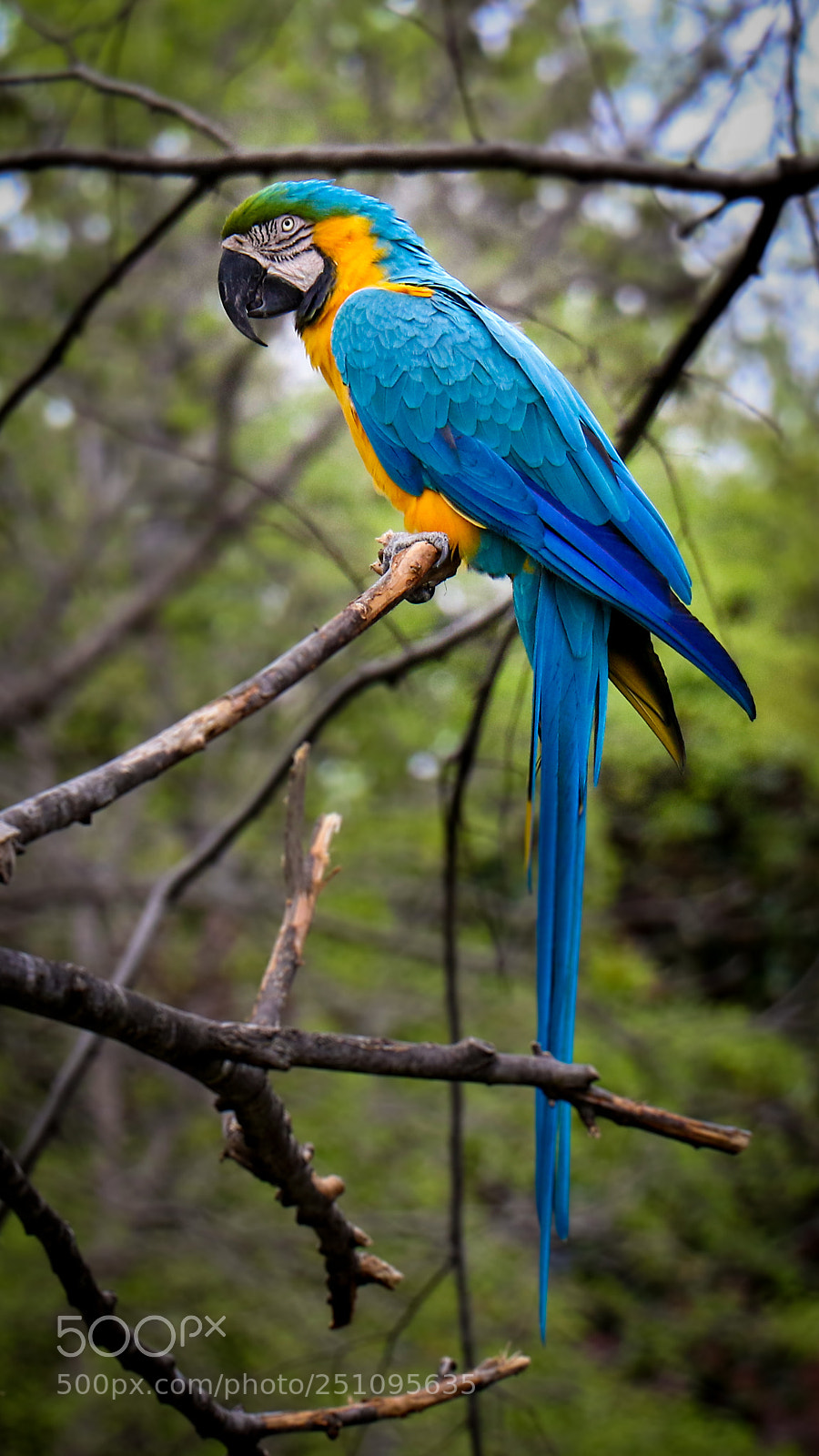 Canon EOS 7D Mark II sample photo. Macaw photography