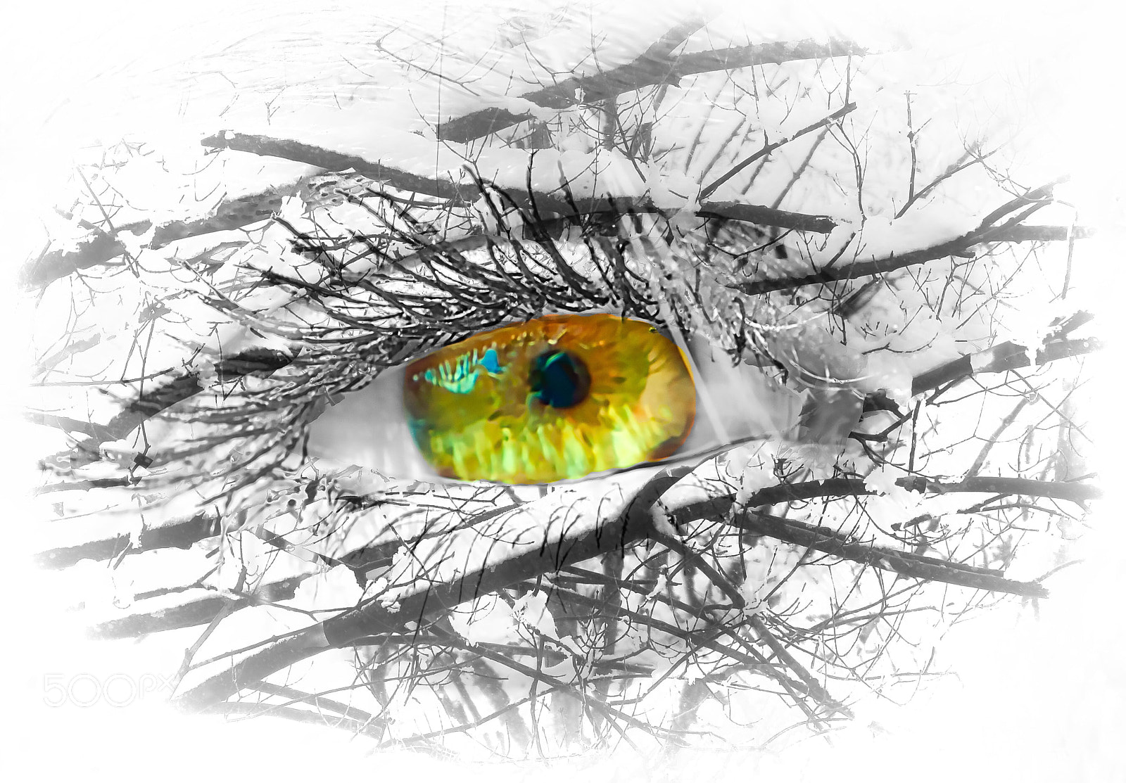 Nikon D500 sample photo. Clear tangled branches photography
