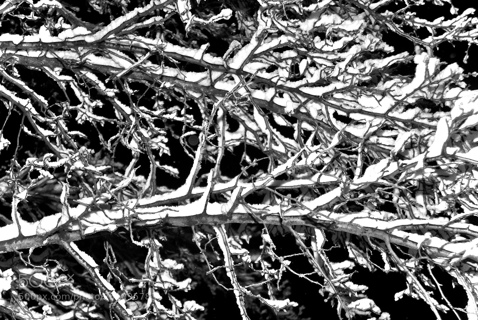 Nikon D200 sample photo. Snowy trees photography