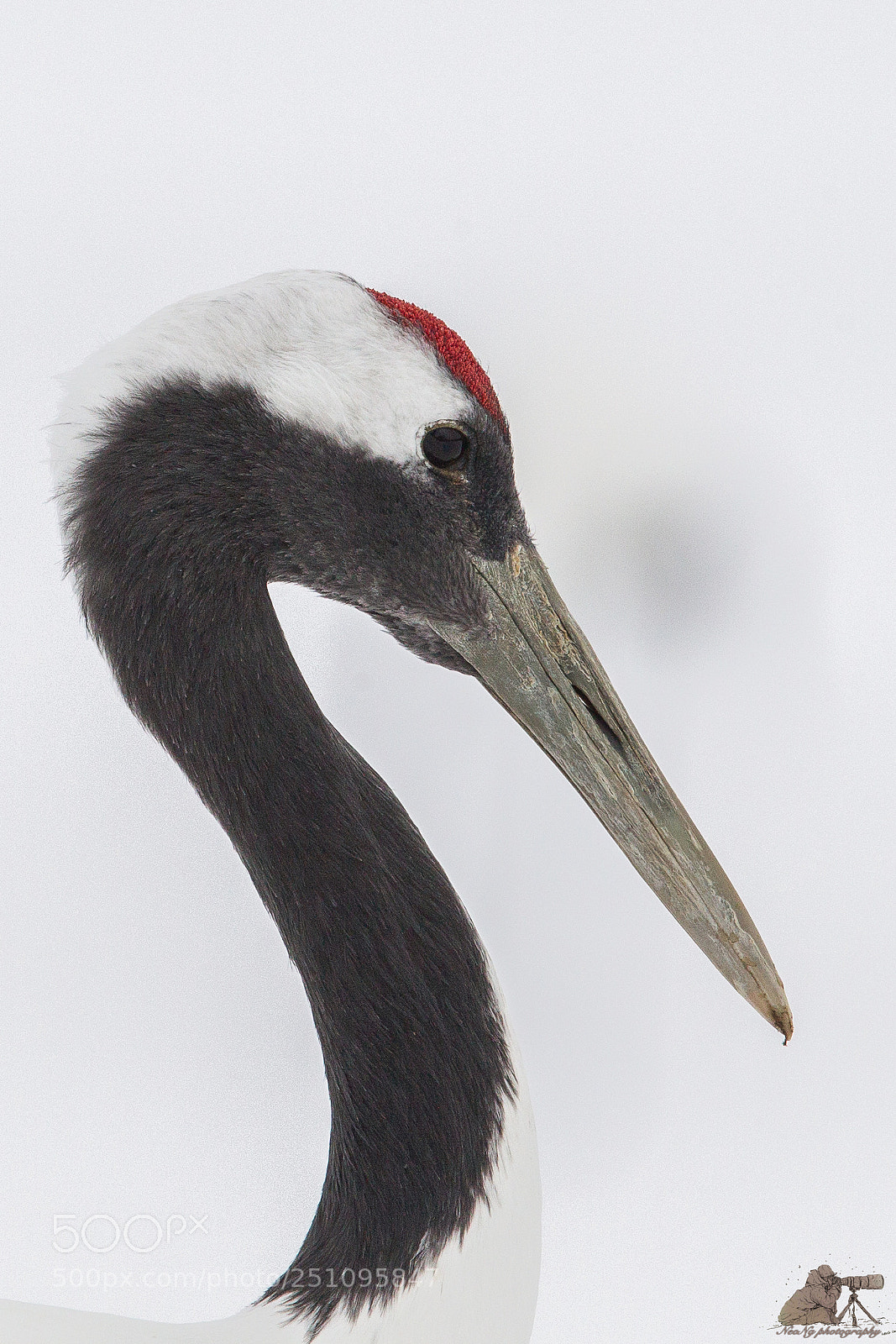 Canon EOS-1D Mark IV sample photo. Ice fire photography