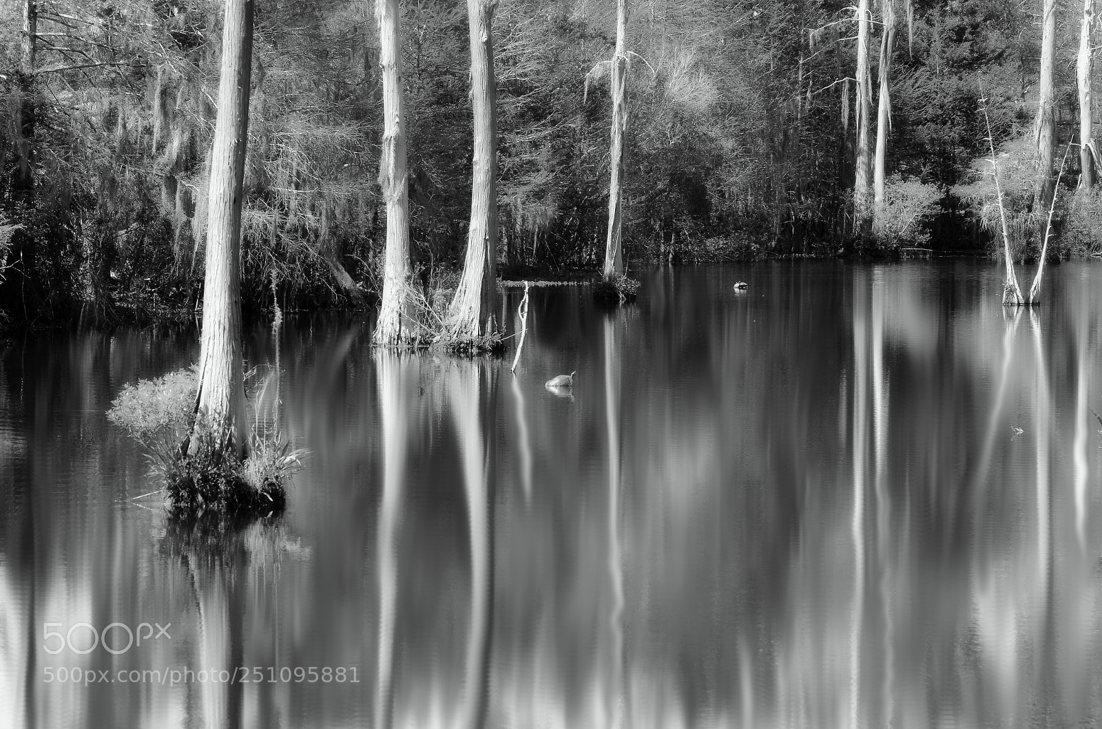 Nikon D7000 sample photo. Softly into the swamp photography