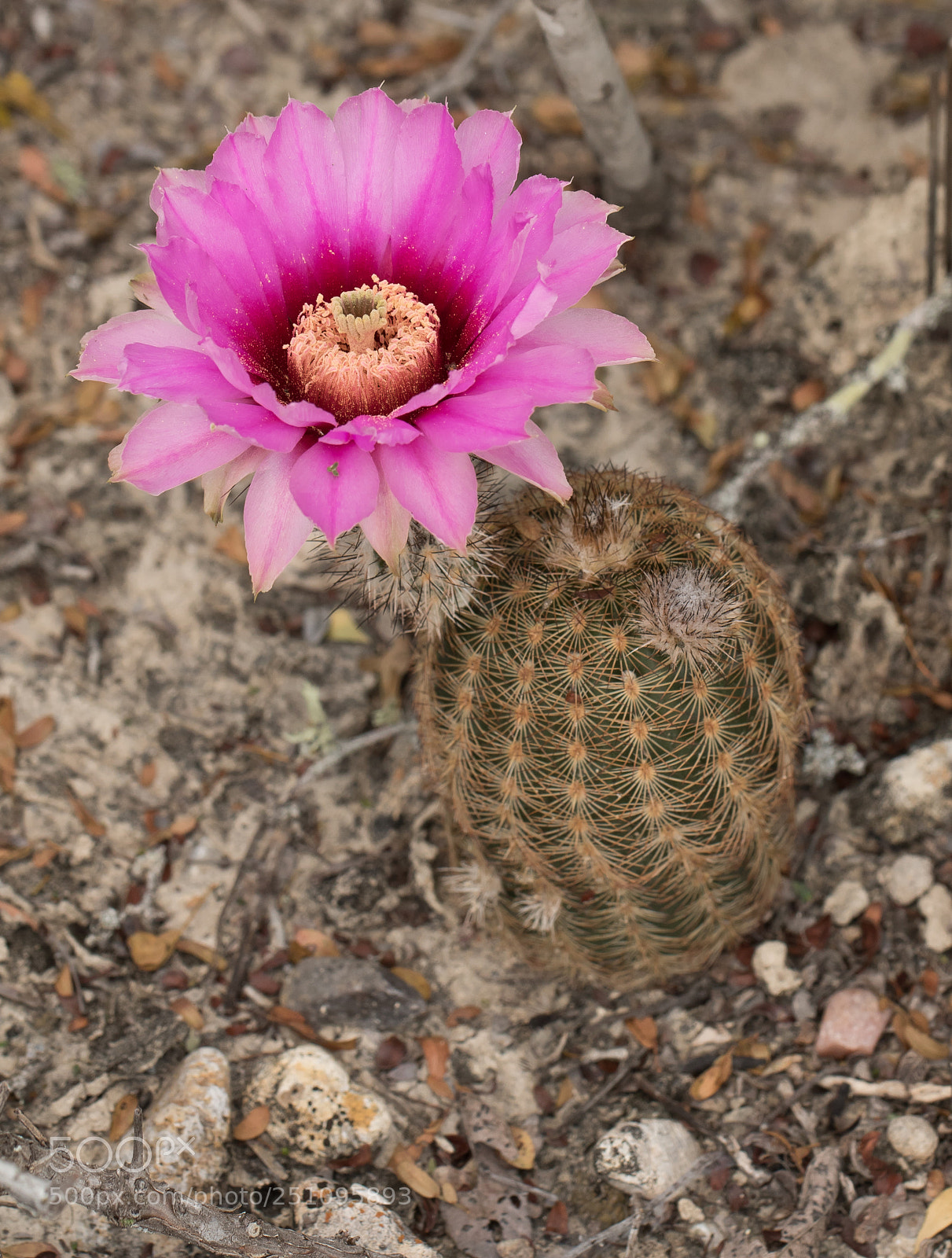 Canon EOS 7D Mark II sample photo. Fitch's hedgehog cactus photography