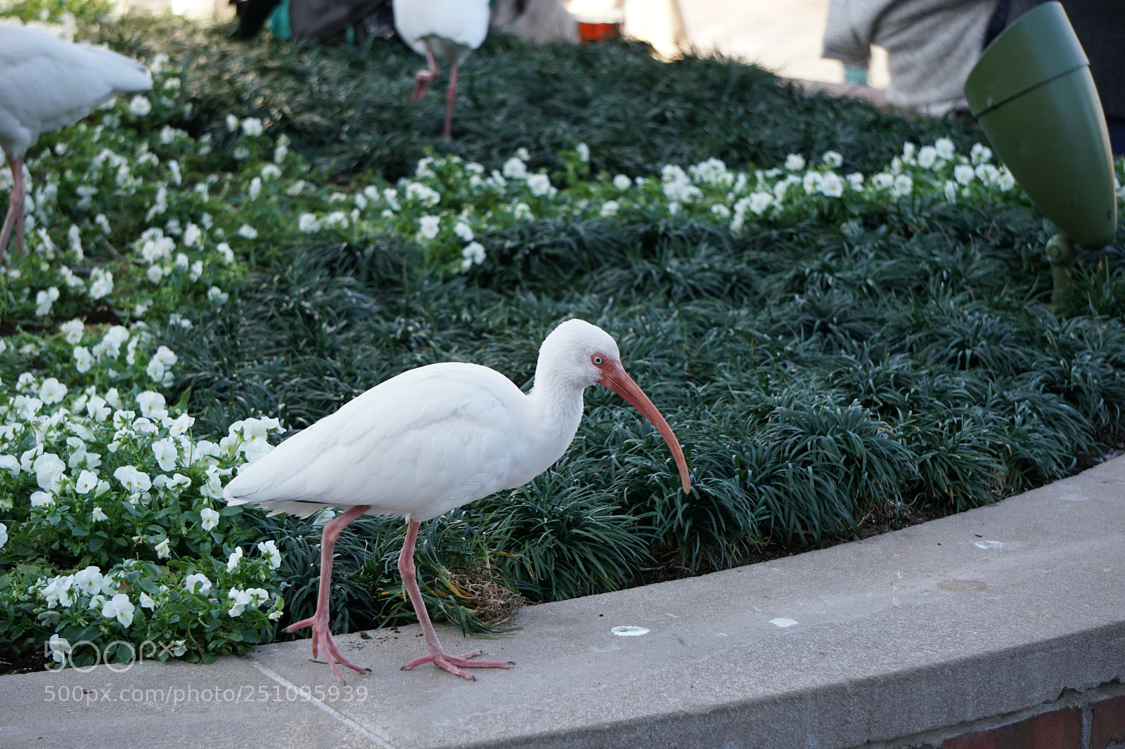 Sony a6300 sample photo. Egret visiting epcot photography