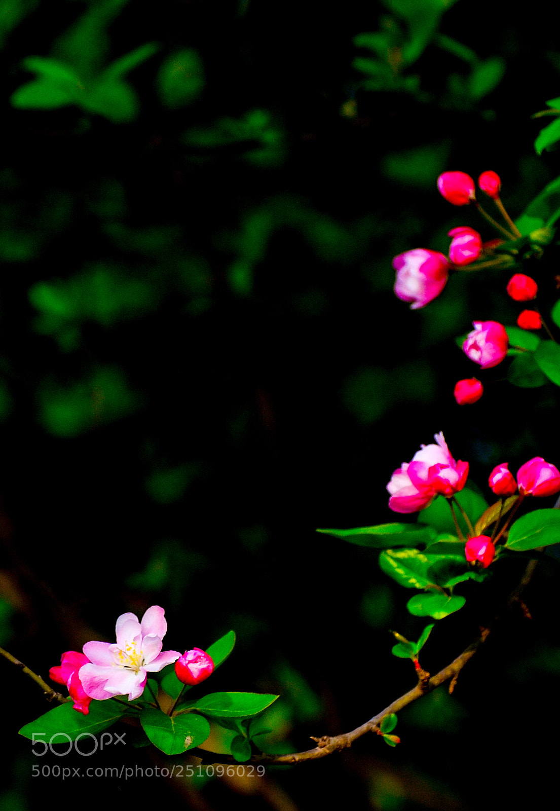 Nikon D60 sample photo. 迎春 photography