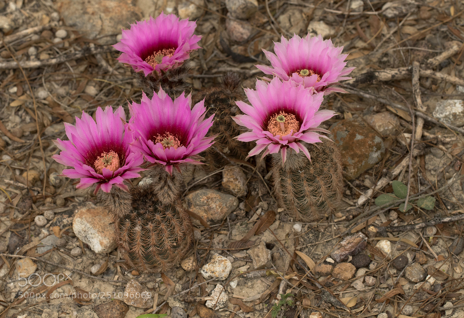 Canon EOS 7D Mark II sample photo. Fitch's hedgehog cactus photography