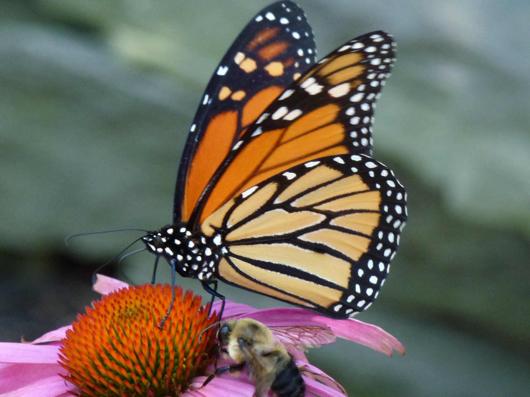 Panasonic DMC-ZS10 sample photo. Return of the monarch butterfly photography