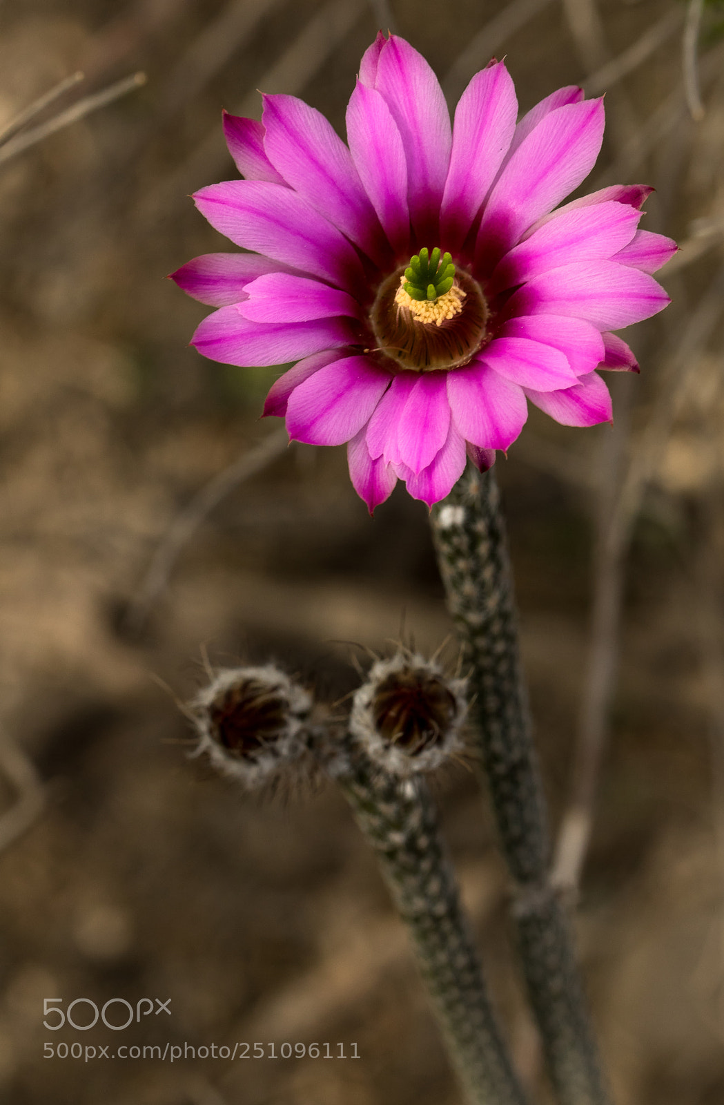 Canon EOS 7D Mark II sample photo. Pencil cactus photography