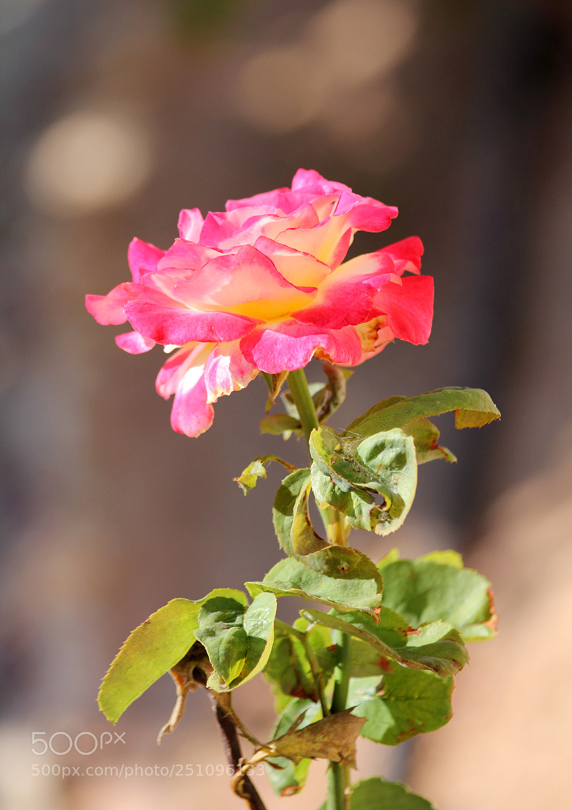 Canon EOS 60D sample photo. * * * photography