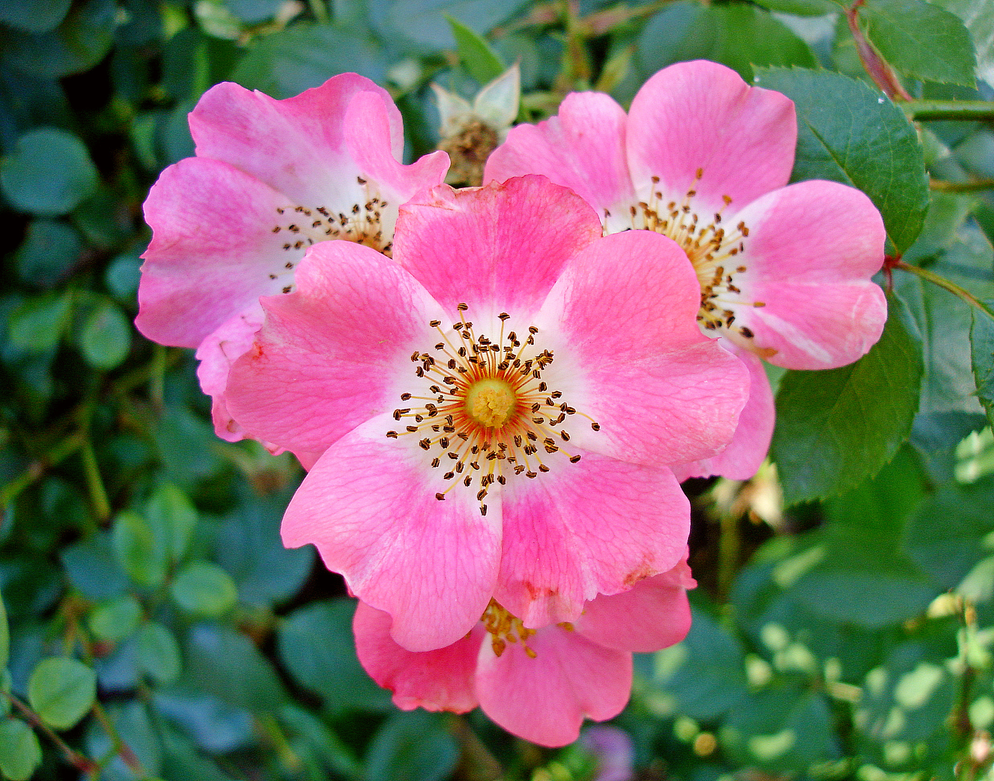 Sony DSC-W1 sample photo. Old fashion bush rose cluster photography