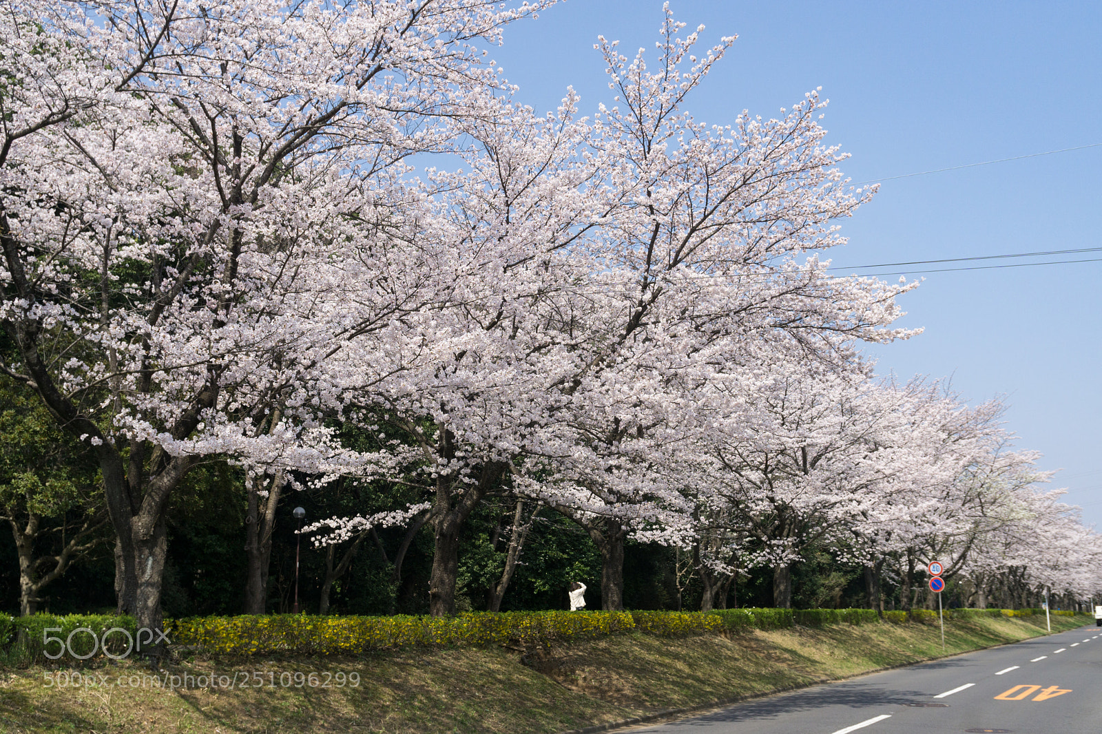 Sony a6000 sample photo. Cherry blossoms photography