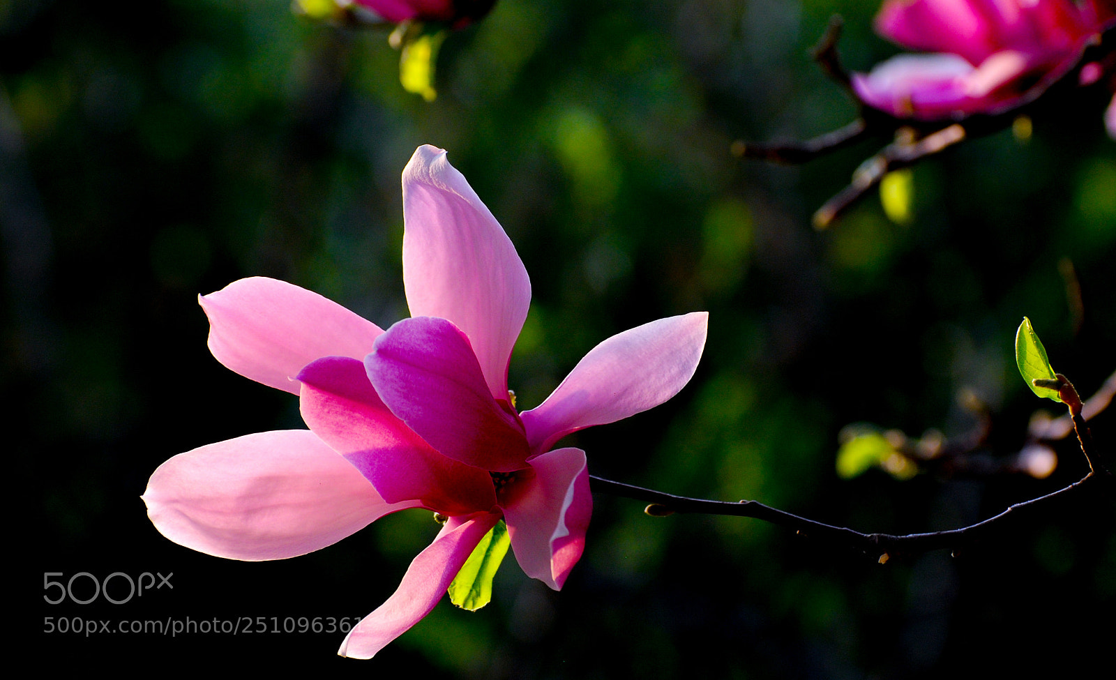 Nikon D60 sample photo. 春天来了 photography