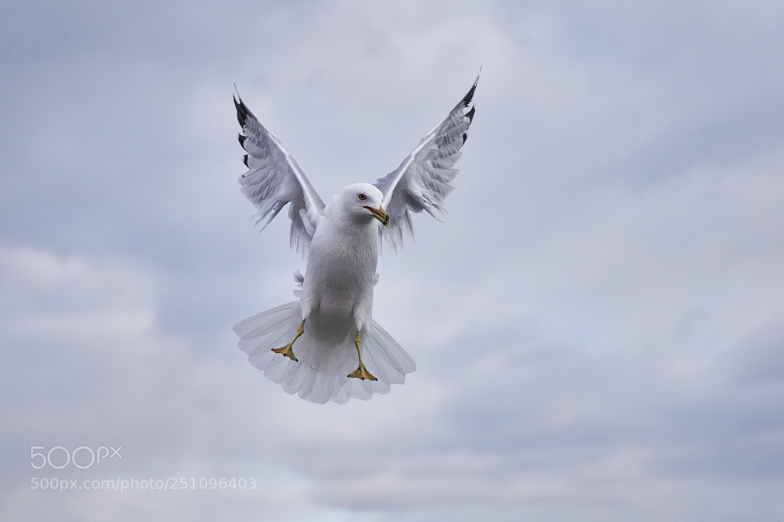 Sony a6000 sample photo. Seagull in the sky photography