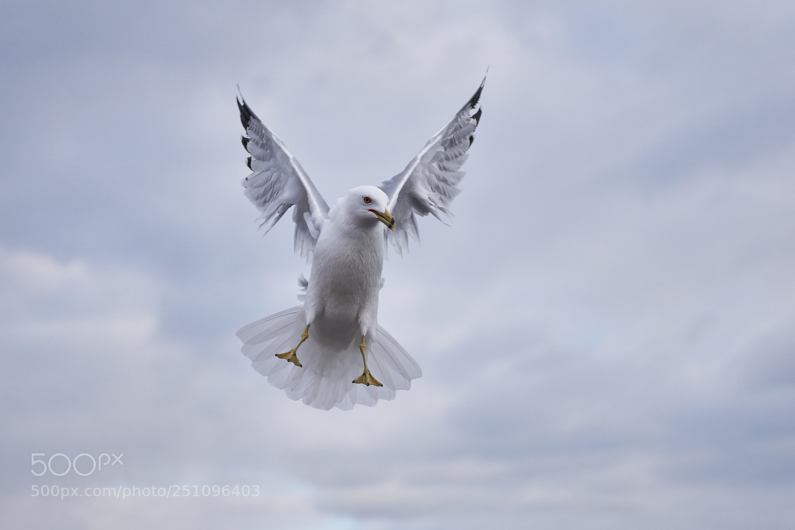 Sony a6000 sample photo. Seagull in the sky photography