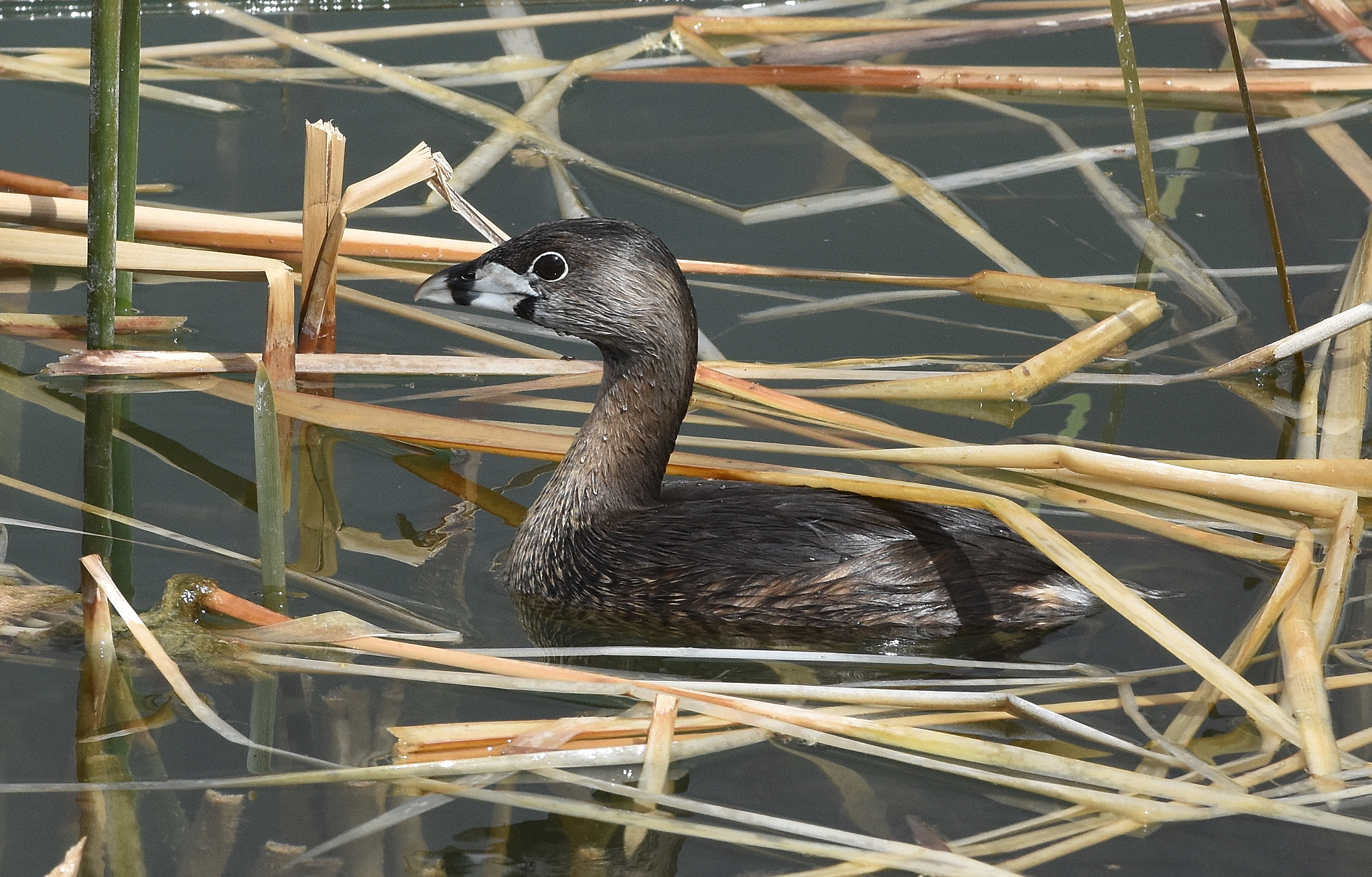 Nikon D7200 + Nikon AF-S Nikkor 70-200mm F4G ED VR sample photo. Pied-billed grebe photography