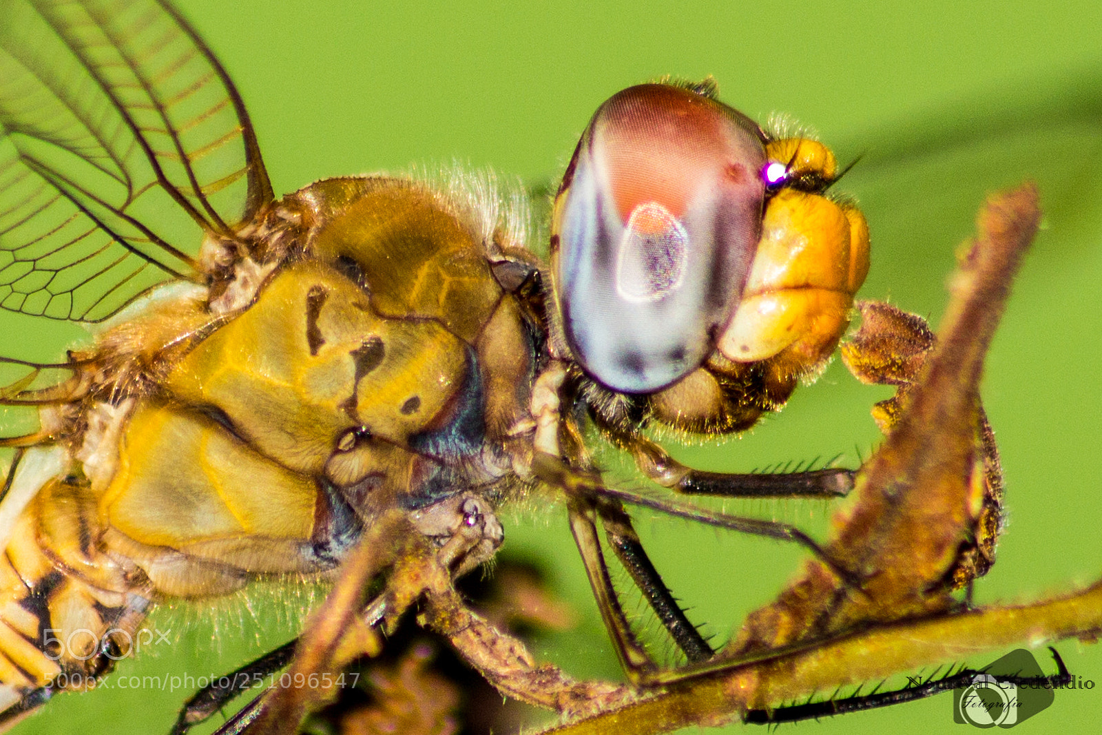 Canon EOS 600D (Rebel EOS T3i / EOS Kiss X5) sample photo. The dragon-fly photography