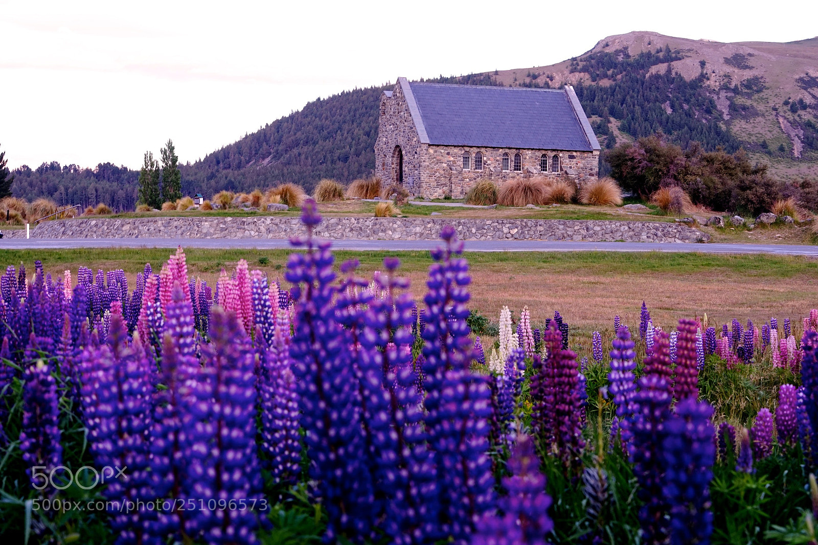 Sony a7 sample photo. Lupins and church photography
