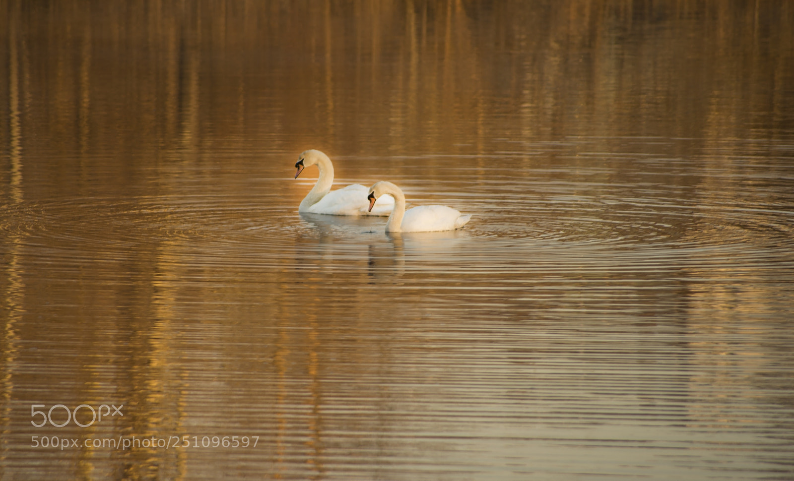 Nikon D800E sample photo. Lovers photography