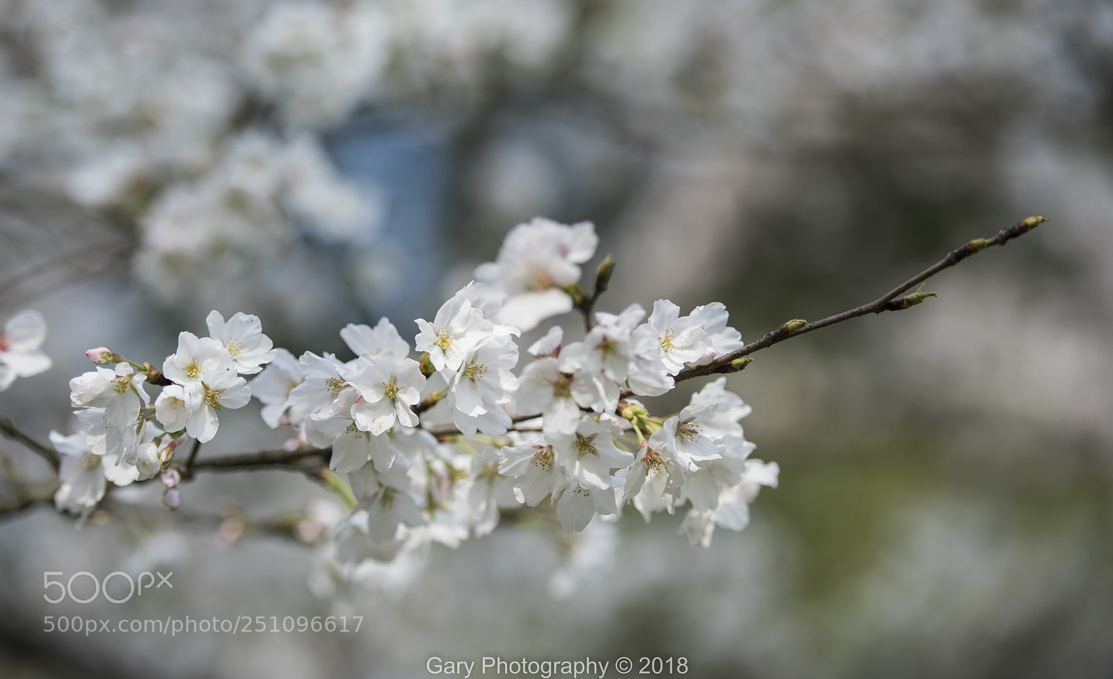 Nikon D810 sample photo. 春之彩3 photography